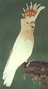 cacatua 