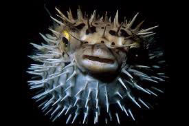 puffedporc.jpg
